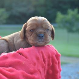 Cavalier King Charles Spaniel Puppies from Freeman's Royal Cavaliers