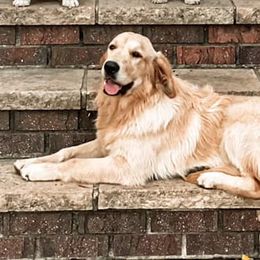 Golden Retrievers and Pembroke Welsh Corgis from Victorious Kennels