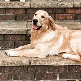 Golden Retrievers and Pembroke Welsh Corgis from Victorious Kennels