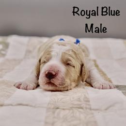 Royal Blue - Parti male Goldendoodle puppy in Maryville, Tennessee from Twin City Doodles