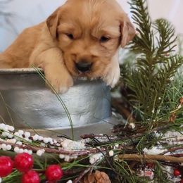 Golden Retriever Puppies from Loeffelholz Family Golden Retrievers