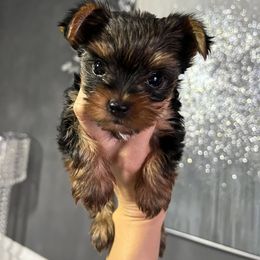 Yorkshire Terrier Puppies from Sophea Cheth's Yorkshire Terriers