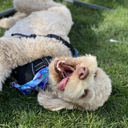 Scotch - Goldendoodle