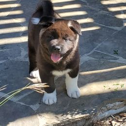 Akita Puppies from Folklore Akitas
