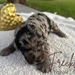 Freckles - Blue merle female Bernedoodle puppy in Fort Pierce, Florida from Gentle Giants Doodle Co.
