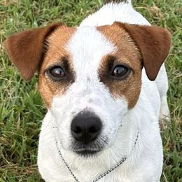 Tin Tin - Russell Terrier