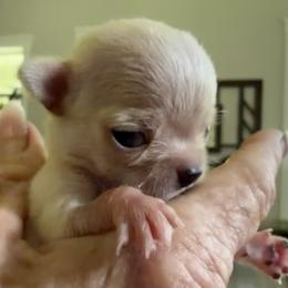Girl I - Cream and white female Chihuahua puppy in Saint Johns, Florida from Acme Chihuahuas (Cheeky Chis)