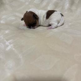 Girl with brown mark. - Brown and white female Jack Russell Terrier puppy in Greeneville, Tennessee from Wampler Jacks