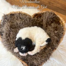 Bernedoodle puppies from Guinn Family Farms