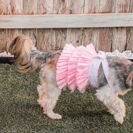 Morkies and Yorkshire Terriers from Pawsh Pups Boutique