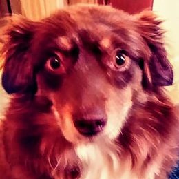 Australian Shepherds and Toy Australian Shepherds from My Aussies