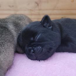 Girl 1 - Black female Pug puppy in Humble, Texas from Rick Barrera Pugs