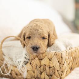 Lucy - Red  female Goldendoodle puppy in Seffner, Florida from Gold Diamond Pup