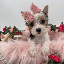 Pixie - Parti female Yorkshire Terrier puppy in Benton, Illinois from Furry Tailz Yorkies