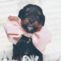 Hershey - Tri-color male Bernedoodle puppy in Travelers Rest, South Carolina from Bernedoodle.do