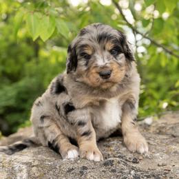 Leif - Tri-color male Bernedoodle puppy in Pulaski, Tennessee from My Fair Doodles