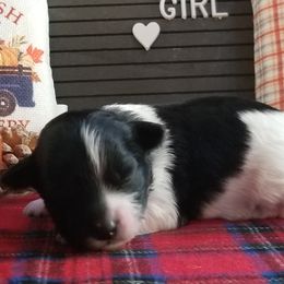 Maltese, Maltipoos, and Poodles from Mias Bayou Puppies, LLC