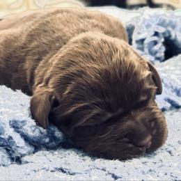 Ash - Chocolate male Labrador Retriever puppy in Penn Valley, California from Pleasant Valley Creekside Ranch, LLC