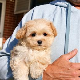 Flynn - White and tan male Maltese puppy in Warren, Michigan from Danielle's Yorkie Babies