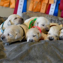 Golden Retriever Puppies from Red Prairie Retrievers