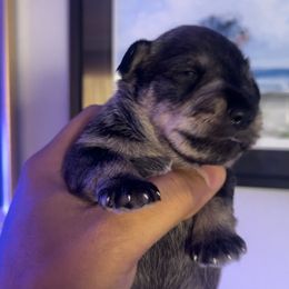 Boy 4 - Salt and pepper Miniature Schnauzer puppy in Upland, California from Rising Minis of Upland