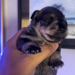 Boy 4 - Salt and pepper Miniature Schnauzer puppy in Upland, California from Rising Minis of Upland