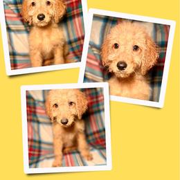 Mocha - Apricot female Goldendoodle puppy in Bluefield, Virginia from Love on a Leash