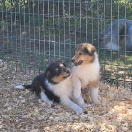 Collie Puppies from Voneida Collies