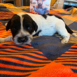 Boy 2 - Black and white male Portuguese Water Dog puppy in Indianola, Utah from Mlee puppies