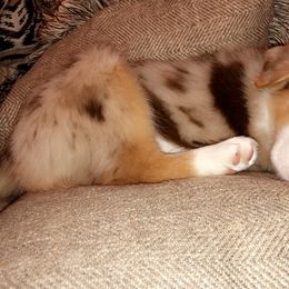 Border Collie Puppies from HC Kennels