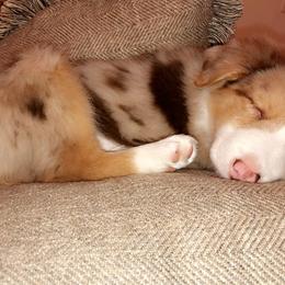 Border Collie Puppies from HC Kennels