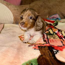 S'mores AKC - Dapple female Dachshund puppy in Magnolia, Texas from J&R Macias Dachshunds