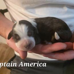 Captain American - Blue merle male Bernedoodle puppy in Blackfoot, Idaho from Draper Mountain Doodles