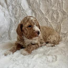 Whitaker - Apricot male Goldendoodle puppy in Somerset, Ohio from Odyssey Pups