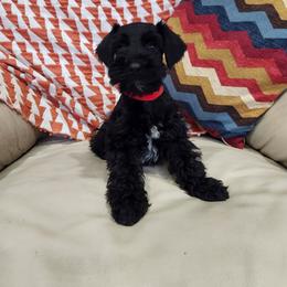 Red Female - Black and white female Schnoodle puppy in Lehi, Utah from KK Schnauzers