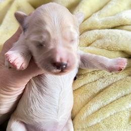 Stella - Apricot female Schnoodle puppy in Temple, Texas from Schnauzers Of Taylor