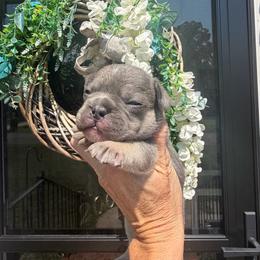 Grimm-Lilac Tan Point - Black and tan male French Bulldog puppy in Gastonia, North Carolina from BZB Frenchies, Griffs & Long hair Chihuahuas