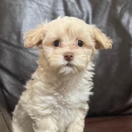 Taffy - Cream female Havanese puppy in Lancaster, South Carolina from 3 Bs Havanese-PUPPIES with  PURPOSE