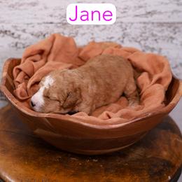Jane - Red female Cavapoo puppy in Calhoun, Georgia from Happy Top Doodles