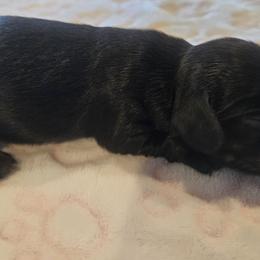 Girl 3 - Fawn (isabella) and tan female Dachshund puppy in Celina, Texas from Daisy's Doxies