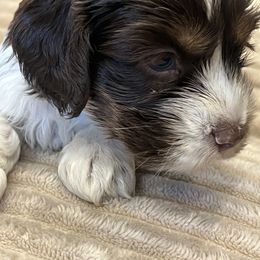 Ladder - male Cockapoo puppy in Wellington, Kansas from Brian’s Puppies