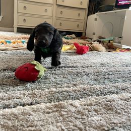 Dachshund Puppies from Meyerhaus (Weenie-Corn Ranch)