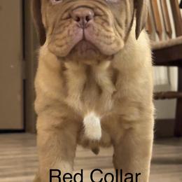 Female 2 - Red female Dogue de Bordeaux puppy in Mazomanie, Wisconsin from Blue Horizons Bordeaux