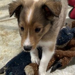 Lavender - White and sable female Shetland Sheepdog puppy in Fontanelle, Iowa from Jensen Farms Shelties