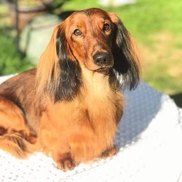 Dachshund Puppies from Aviator's Dachshunds