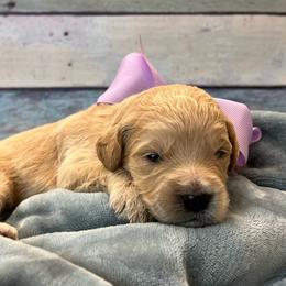 Lacey - Cream female Goldendoodle puppy in The Woodlands, Texas from Gracie's Goldendoodles and Bernedoodles