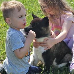 Akita Puppies from TLC Akitas