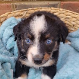 Girl 2 - Australian Shepherd puppy in Tennessee from Cedar Stone Aussiedoodles