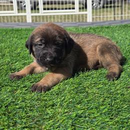 Dark Purple Collar Fawn Girl - Fawn female Mastiff puppy in Auburn, Kansas from Puppy Paradise:  English Mastiff Puppies & Standard Goldendoodle Puppies