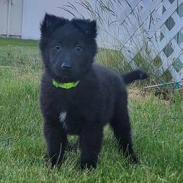 Belgian Sheepdog puppies from Clawson Belgians